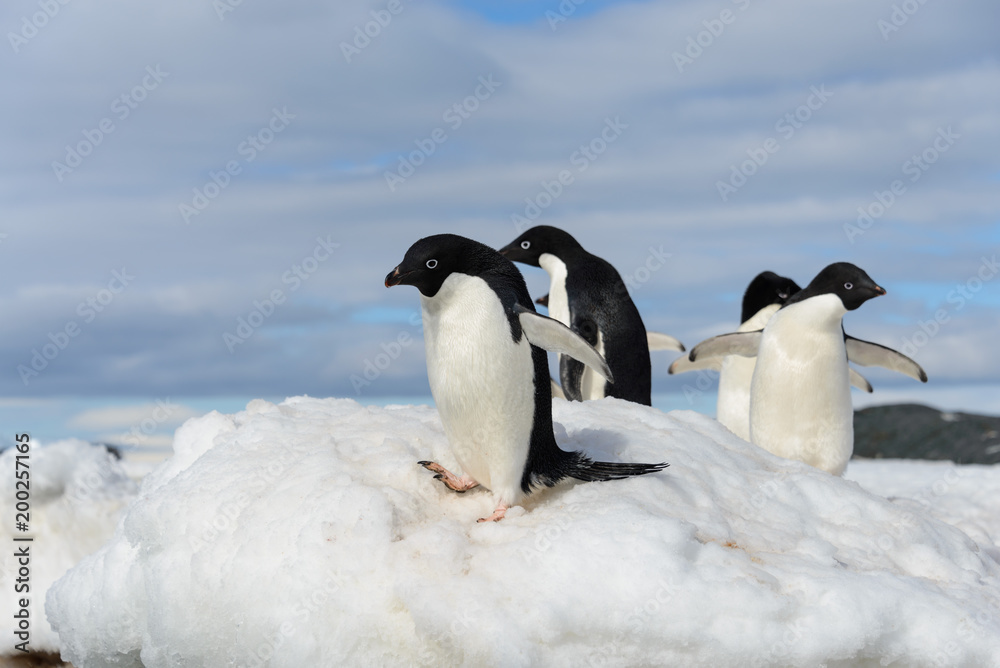 Fototapeta premium Adelie penguins on snow