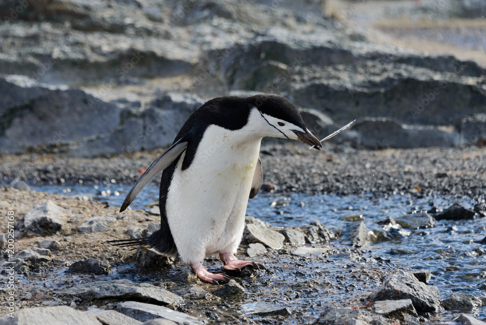 Naklejka premium Chinstrap penguin with twig in beak