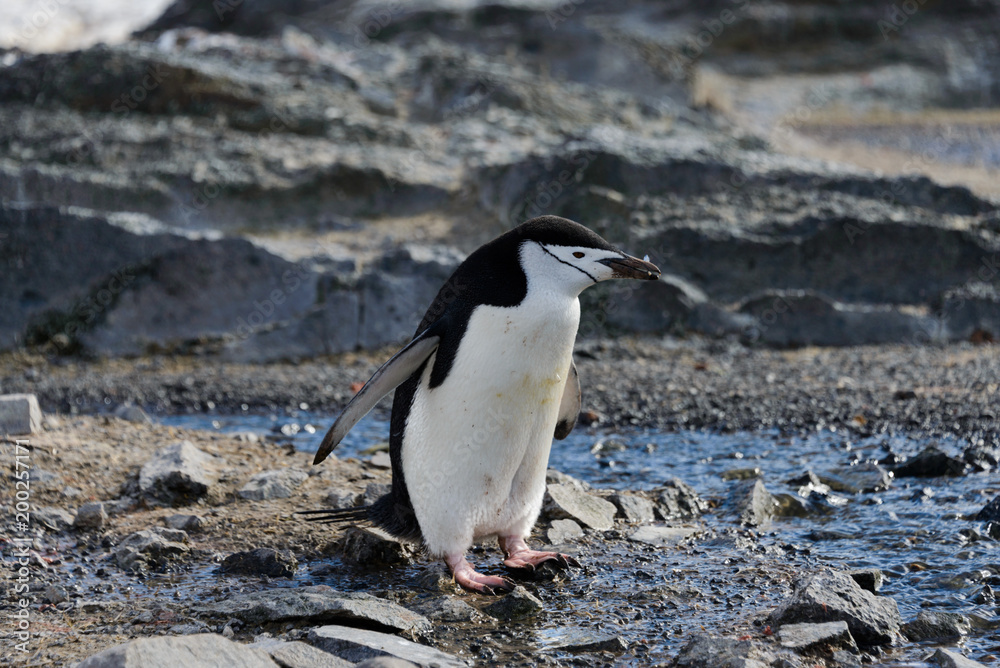 Fototapeta premium Chinstrap penguin with twig in beak