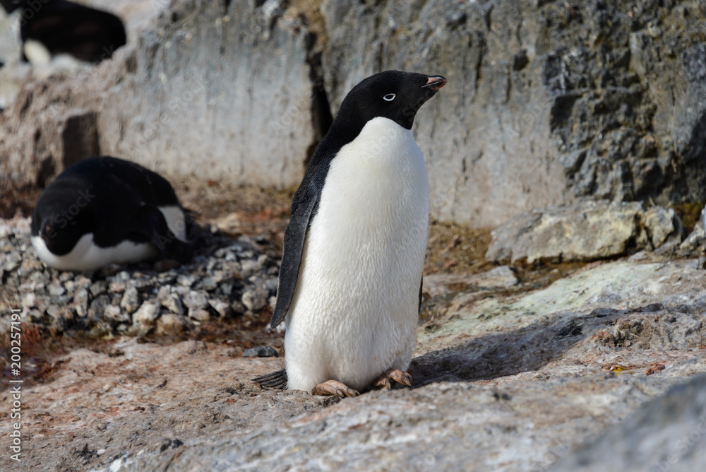 Naklejka premium Adelie penguin on rock