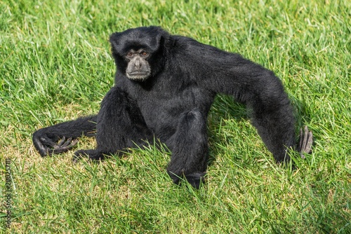 Siamang gibbon sitting on the grass