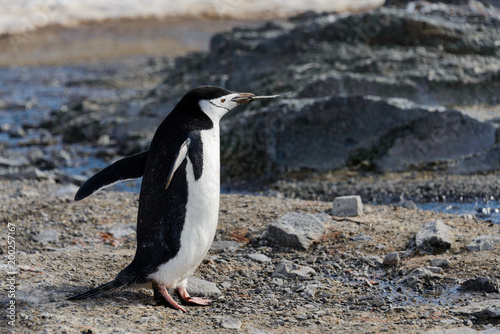 Chinstrap penguin with twig in beak