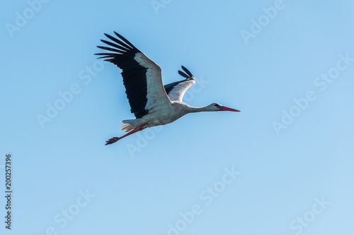 White stork flying