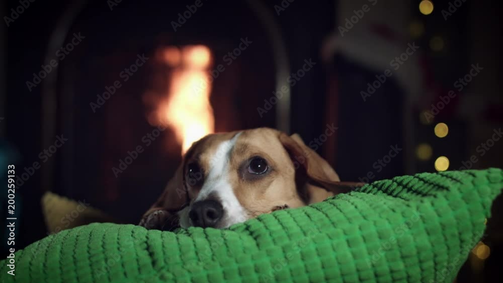 4k Dog Beagle Lying Cozy at Fireplace 4k Dog Beagle Lying Cozy at Fireplace