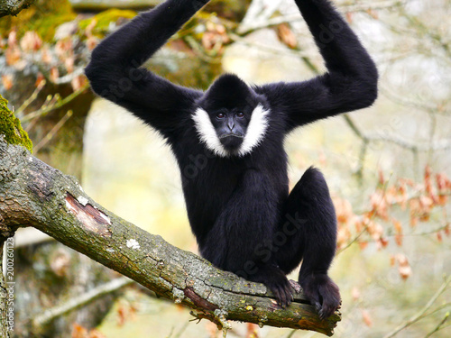 Photos Gibbon à favoris blancs