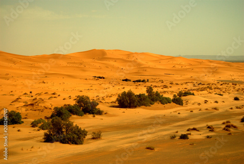 Paisaje del desierto del Sahara, con árboles cercanos, Marruecos © Isilvia