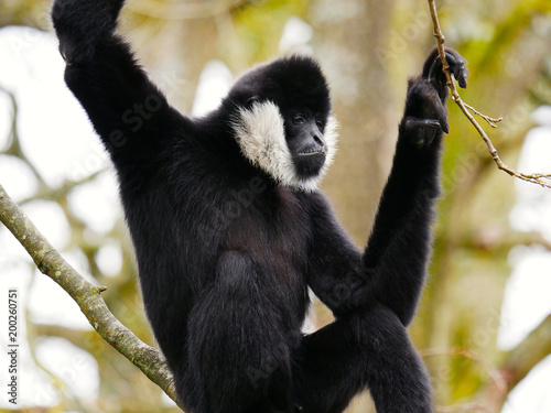 Gibbon à favoris blancs © photoloulou91