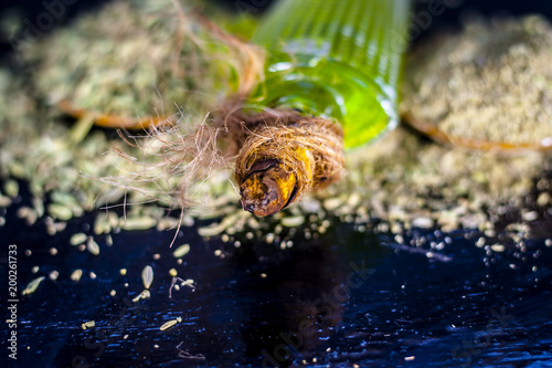 Closes up of essential oil of raw fresh fennel seeds with raw fennel seeds in a transparent bottle on wooden surface for it is a   antiseptic, antispasmodic, aperitif, carminative, oil. photo