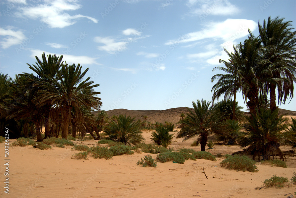 Oasis, palmeral en el desierto del Sáhara, Marruecos