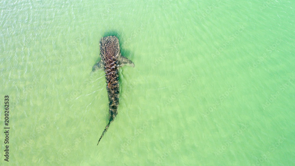 Fototapeta premium Whale Shark (rhincodon typus), the biggest fish in the ocean, a huge gentle plankton filterer giant, swimming near the surface. La Paz Baja California sur, Mexico.