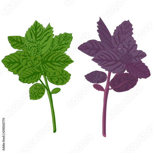 Green basil and dark opal basil close-up. Green  and purple basil isolated on white background. Basilicum. Vector illustration of green vegetables.