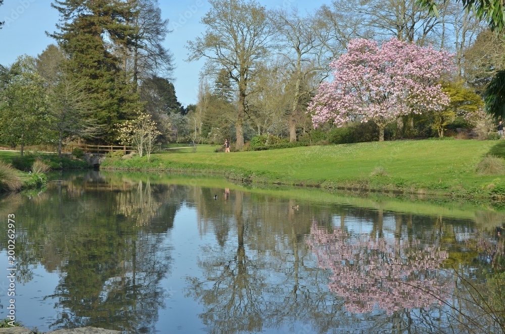 Magnolia Soulangeana, parc municipal de la Roseraie, Nantes Magnolia Soulangeana, parc municipal de la Roseraie, Nantes