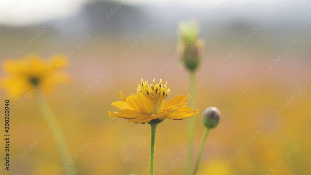 sweet yellow cosmos in the natural field with close up view