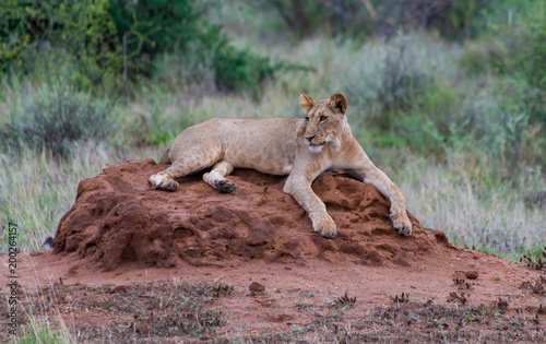 Young male Lion on a termite mound