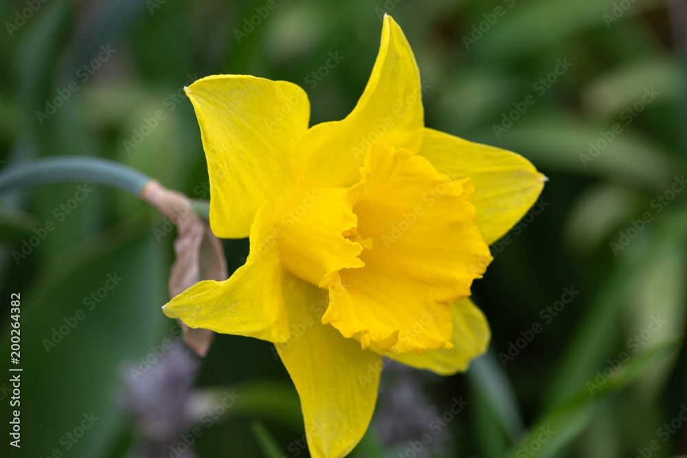 eastern springtime flowers eastern springtime flowers