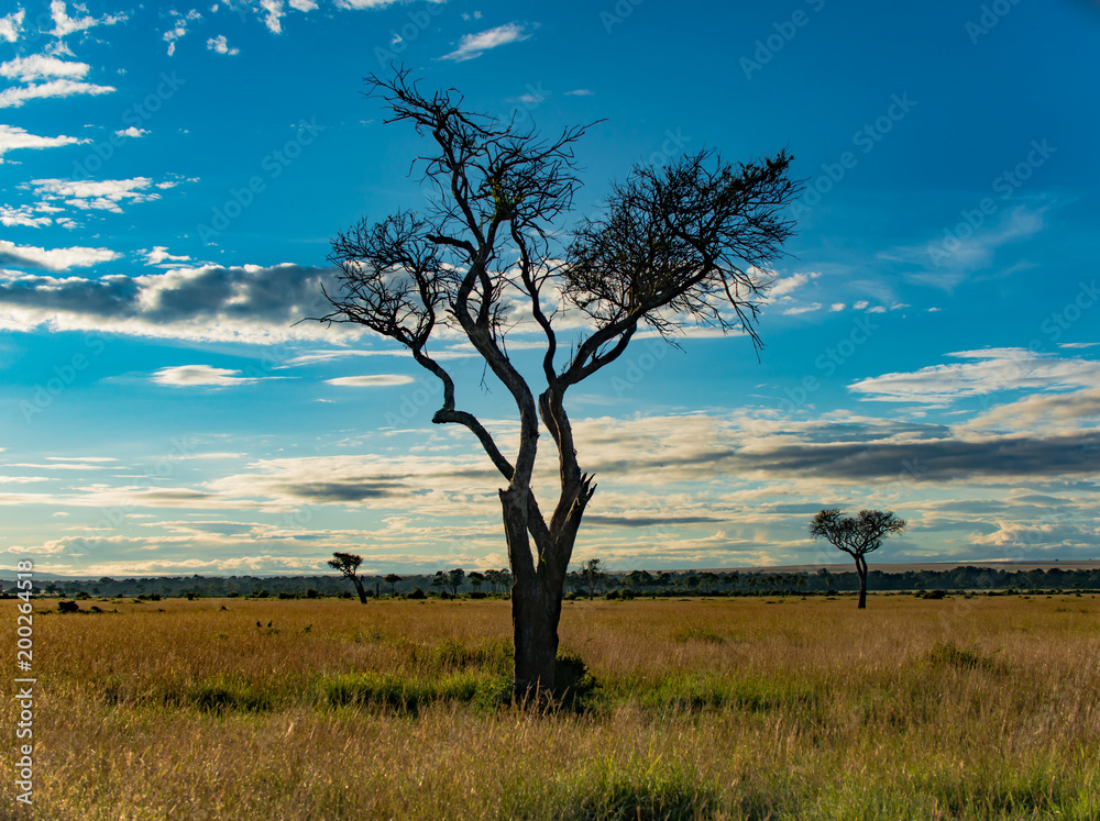 African Horizons