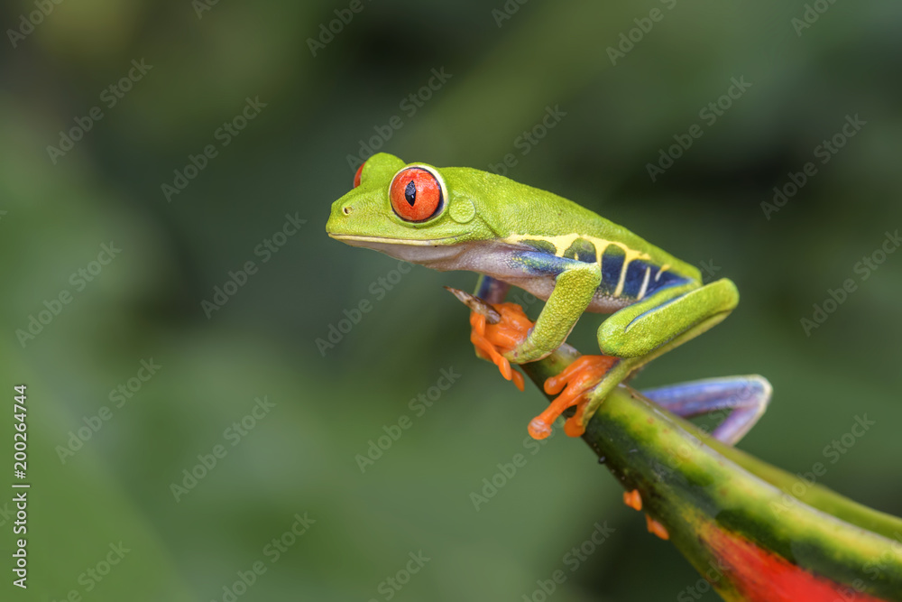 Fototapeta premium Red-eyed Tree Frog - Agalychnis callidryas, beautiful colorful from iconic to Central America forests, Costa Rica.