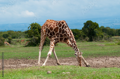 Photography Giraffe trying to drink