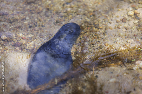 Εκτύπωση καμβά Heavy polluted water stream with domestic garbage
