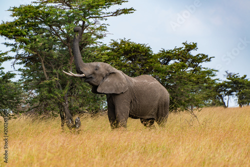 Elephant stretch