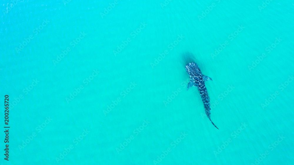 Whale Shark (rhincodon typus), the biggest fish in the ocean, a huge gentle plankton filterer giant, swimming near the surface. La Paz Baja California sur, Mexico. Whale Shark (rhincodon typus), the biggest fish in the ocean, a huge gentle plankton filterer giant, swimming near the surface. La Paz Baja California sur, Mexico.