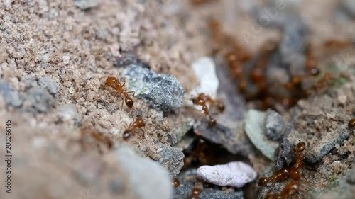 Red Ants are Sanding out to Build a New Nest photo