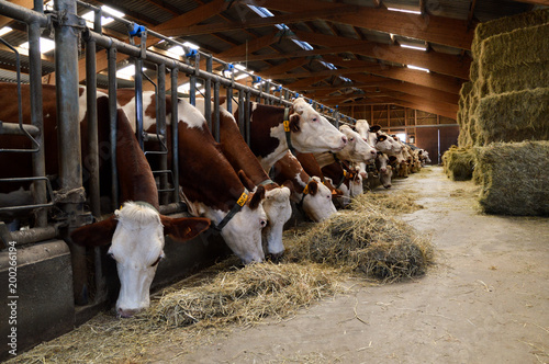Dairy cows in stables, who eat hay. For the production of dairy products.