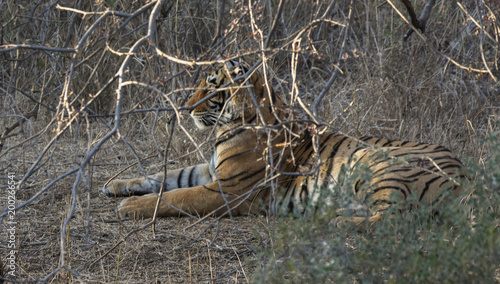 Foto Wild tiger from Ranthanbhor national park in India