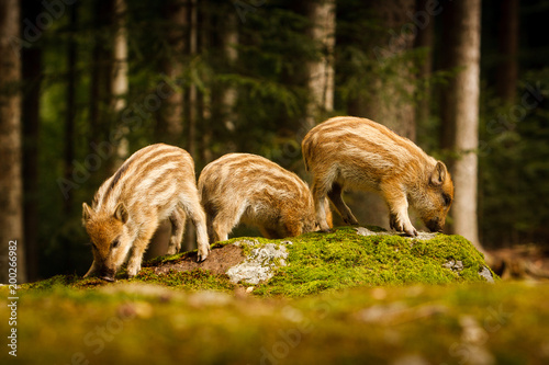 Photography wild pigs