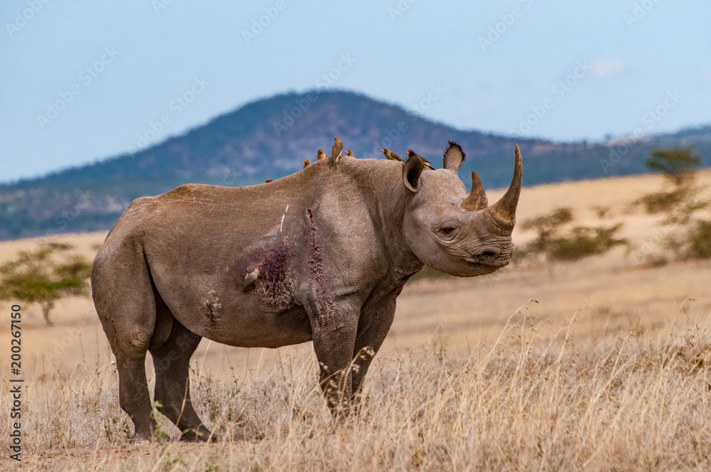 Obraz premium Black Rhino
