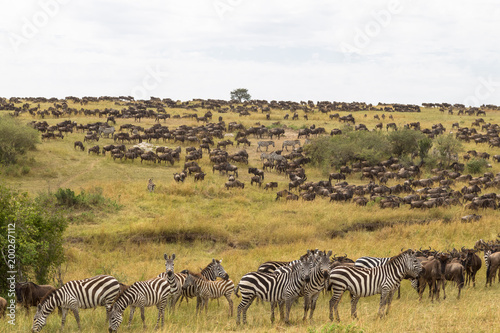 Huge herds of ungulates on the Serengeti plains. Kenya  Africa