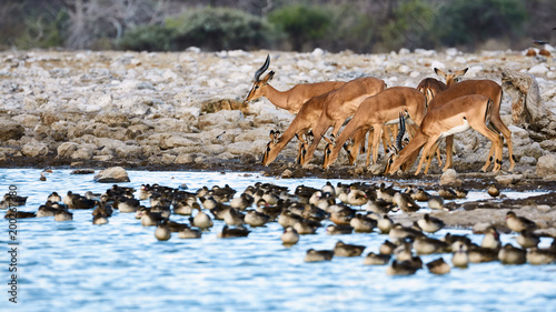 Group of black face dimpala (Aepyceros melampus petersii).