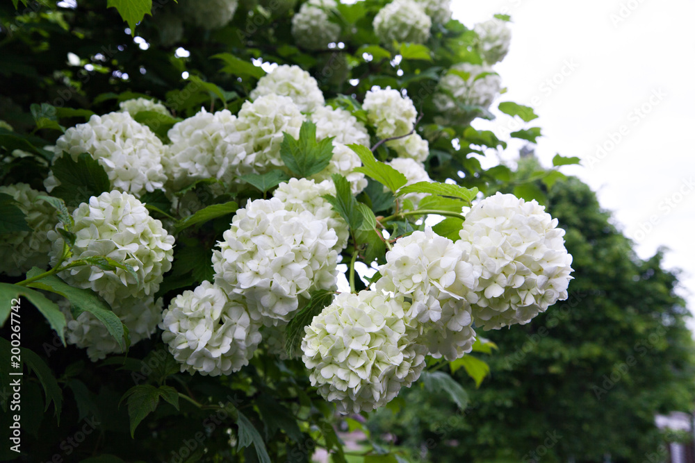 Flowering branch plants hydrangea