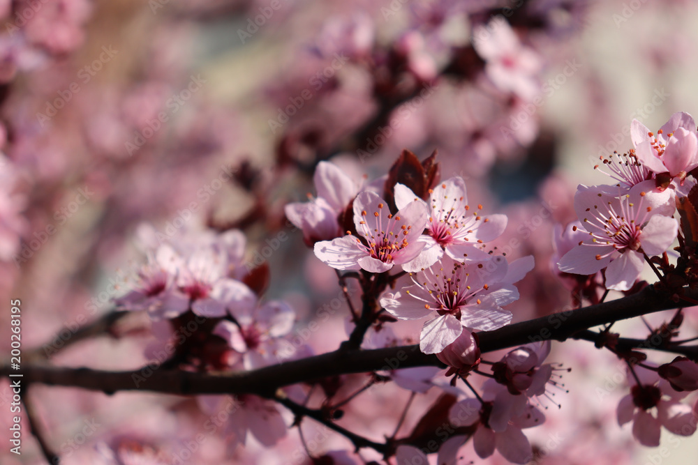 Closeup image of delicate spring pink blossom of tree prunus on little branch, blooming, leaves, warm colors, blurry background, copy space. Spring season.Nature concept. Closeup image of delicate spring pink blossom of tree prunus on little branch, blooming, leaves, warm colors, blurry background, copy space. Spring season.Nature concept.