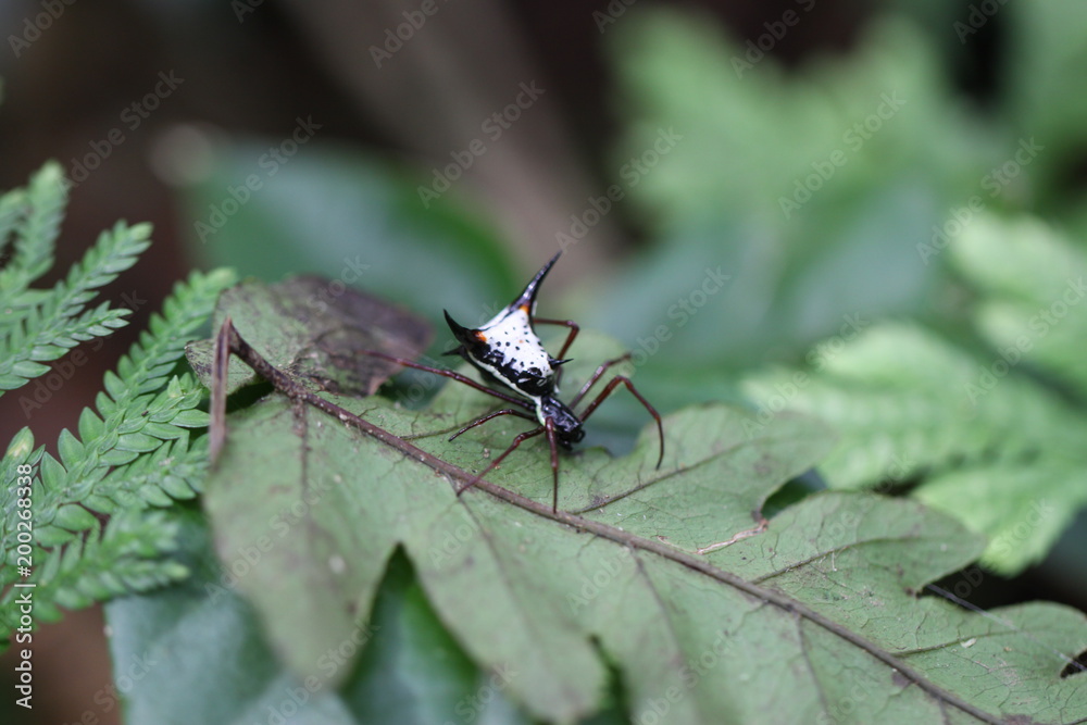 Naklejka premium Araña