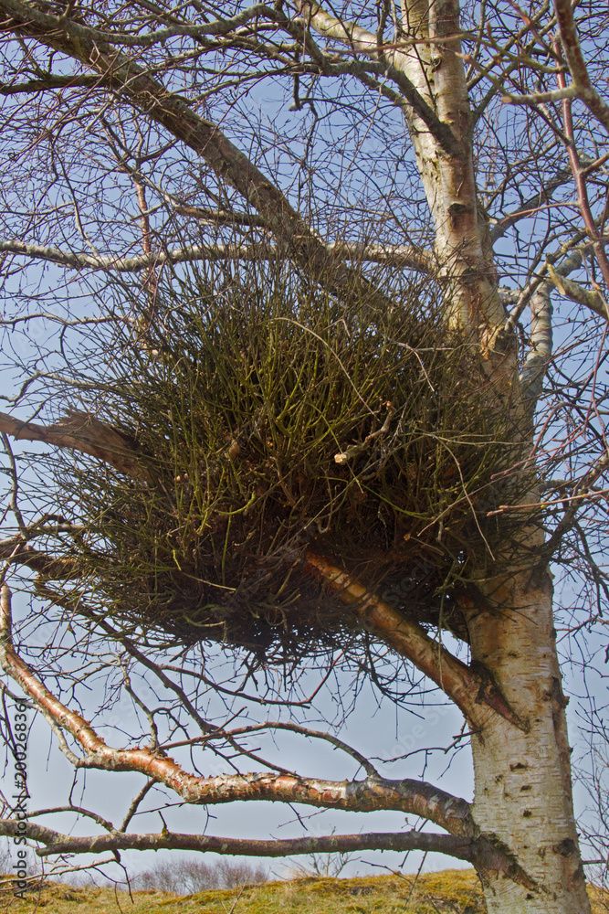 Obraz premium Witches' broom, a deformity caused by a fungus, in a Birch tree