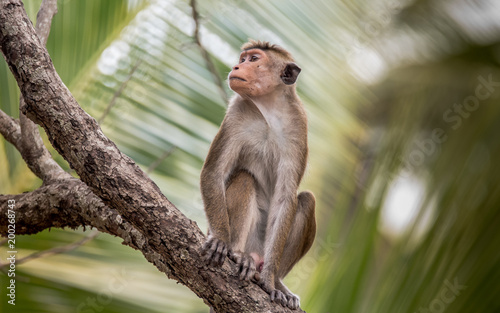 фотографія Toque macaque istting on the tree