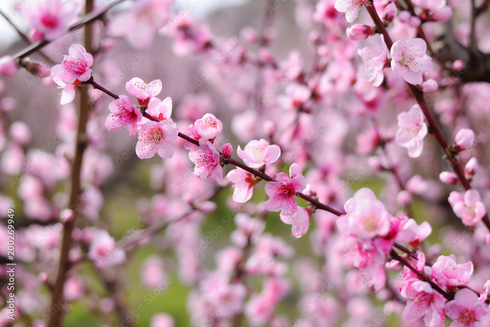 blossoming peach in the garden, larg buds