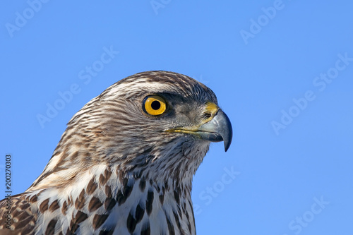 the predatory look of a hawk