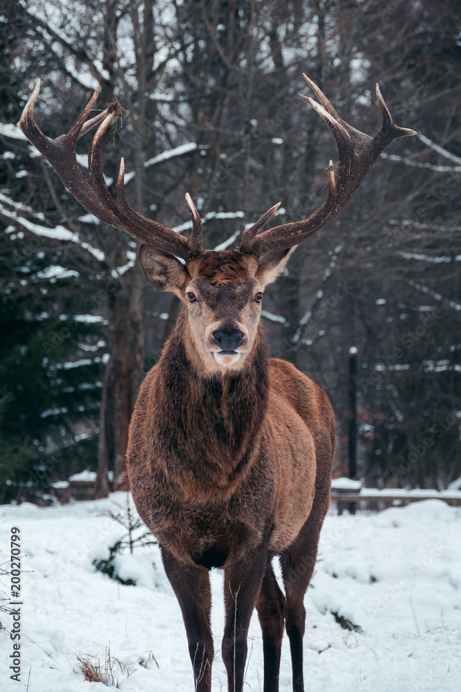 Obraz premium Hirsch auf der Schwäbischen Alb