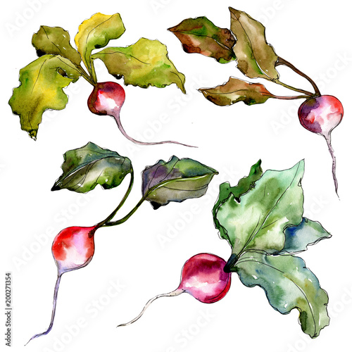 Red radish vegetables  in a watercolor style isolated. Full name of the vegetablles: 
radish. Aquarelle vegetables for background, texture, wrapper pattern or menu. photo