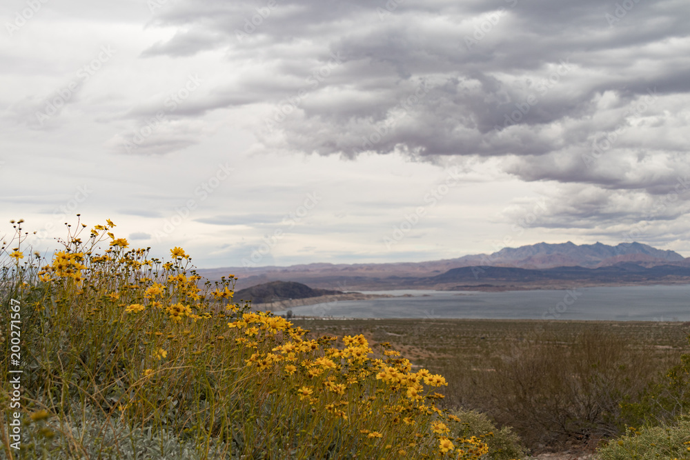 Yellow Wildflowers at Boulder Basin of Lake Mead National Recreation Area with River Mountains in background