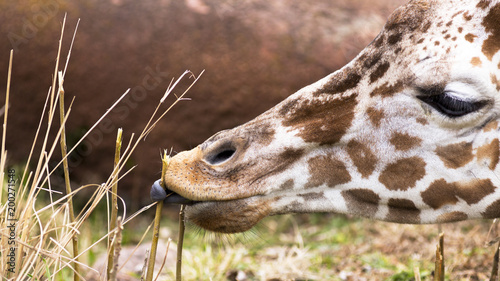 close-up of a giraffe eating © Patrick Rolands