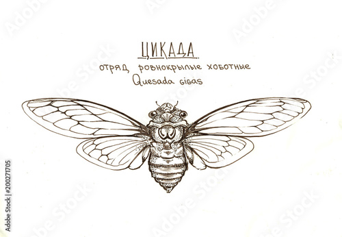 cicada insect quesada gigas photo