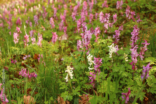 blumenwiese   hohlem Lerchensporn