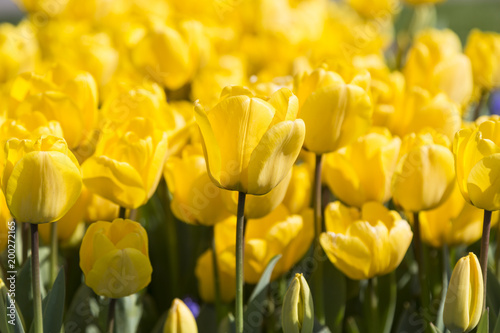 Tulip Flower. Beautiful bouquet of tulips. colorful tulips. tulips in spring at the garden,colorful tulip,Nature background.