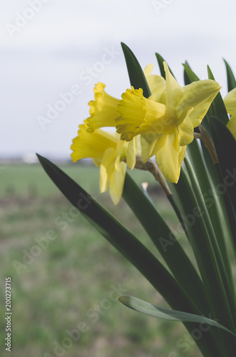 Fototapeta Naklejka Na Ścianę i Meble -  Yellow daffodils flowers.