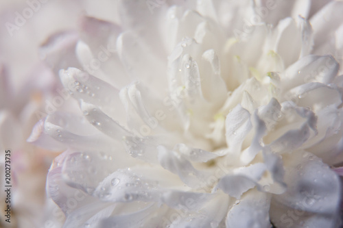 белый цветок с каплями воды
