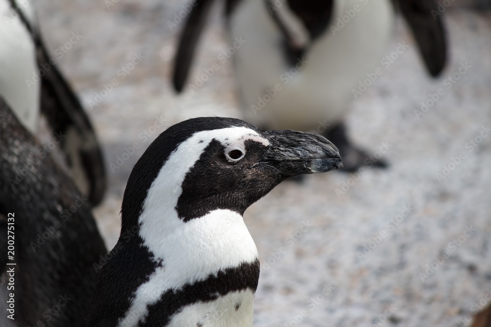 Naklejka premium African Penguin close up