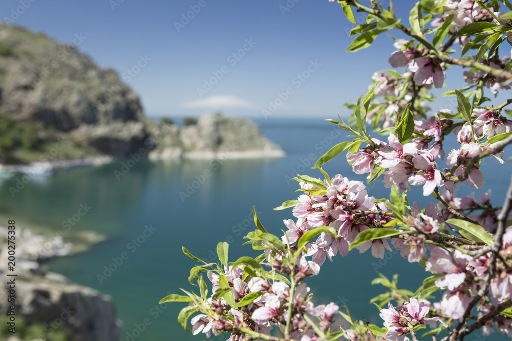 Naklejka premium pink spring flowers on tree against sea
